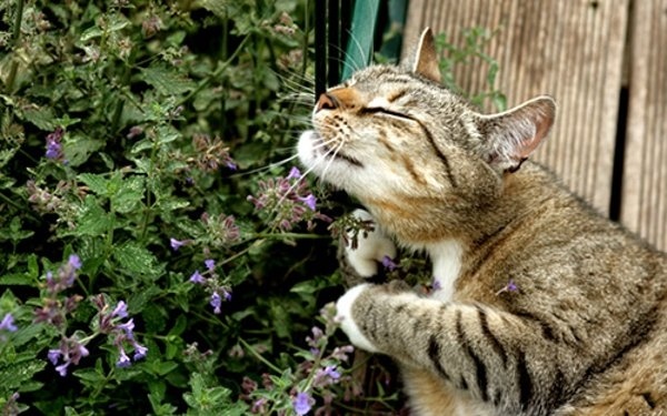 Top 8 Best Catnip Product for Felines in 2021