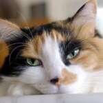 8 Best Dry and Wet Cat Food for Constipation