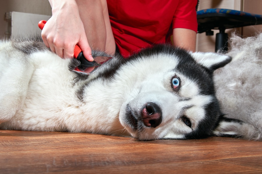 Best husky grooming tools sale