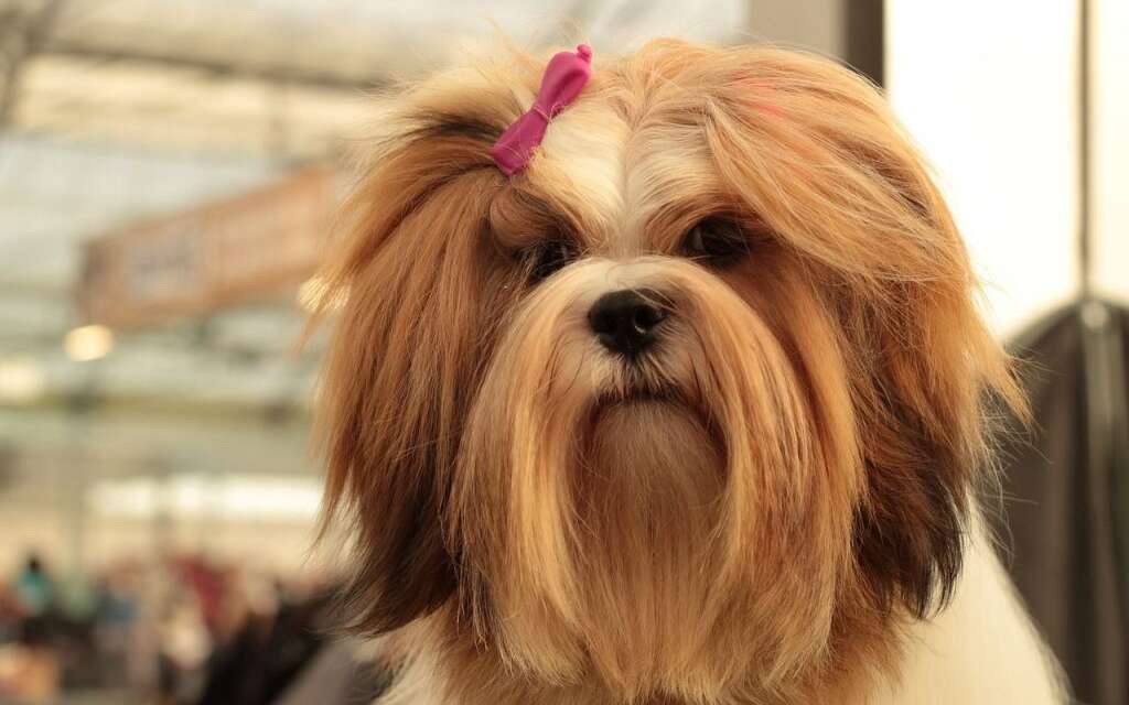 8 Best Dog Detangler Sprays for Matted FUR 2021