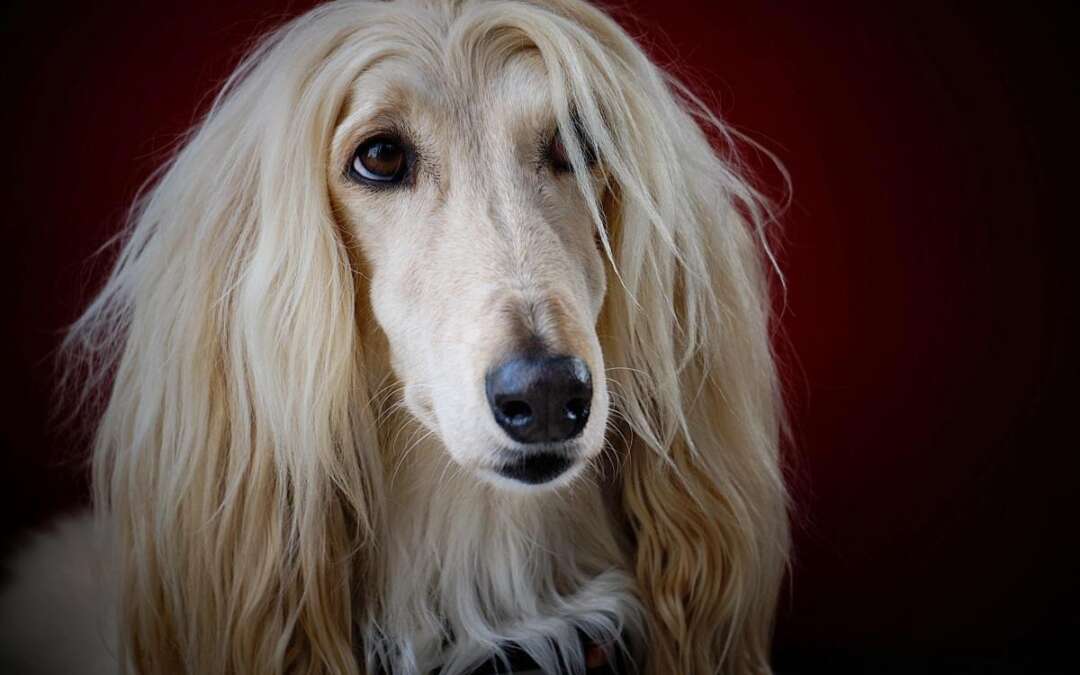 9 Long-Haired Dog Breeds(Maybe Longer Than Yours)