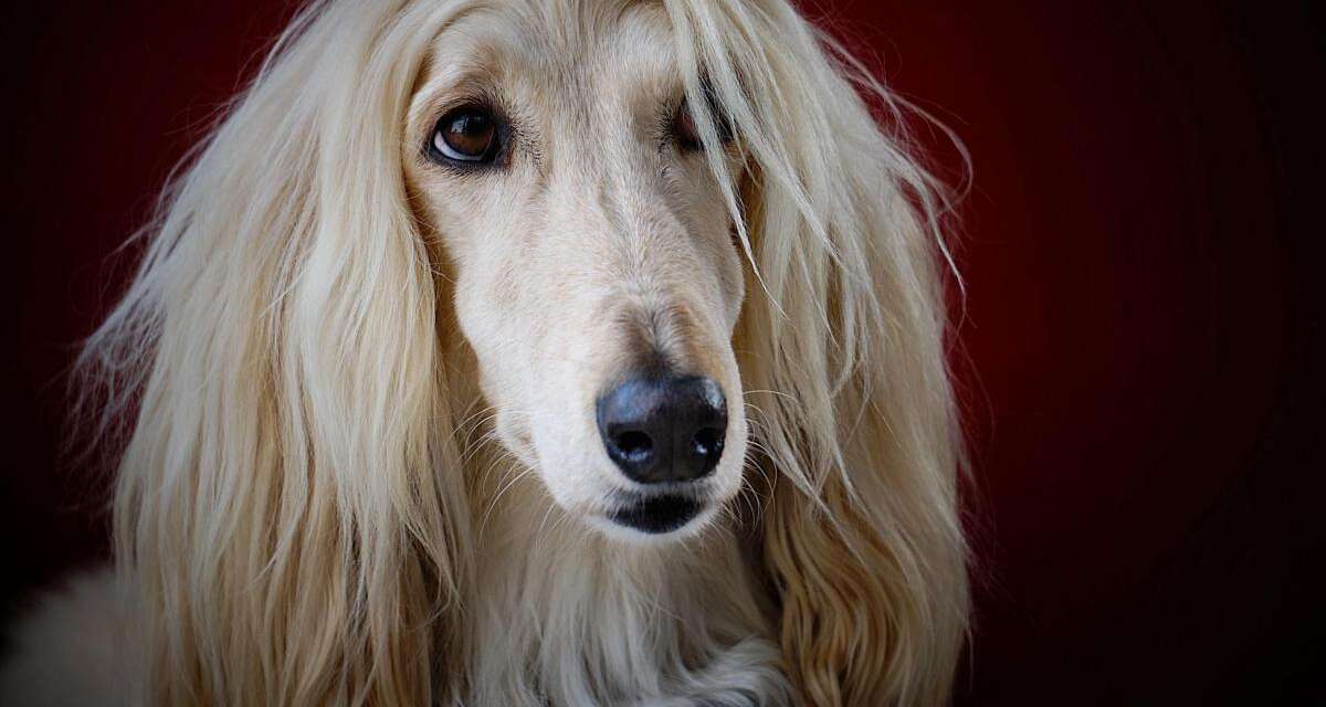 9 Long-Haired Dog Breeds(Maybe Longer Than Yours)