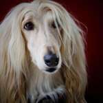 9 Long-Haired Dog Breeds(Maybe Longer Than Yours)