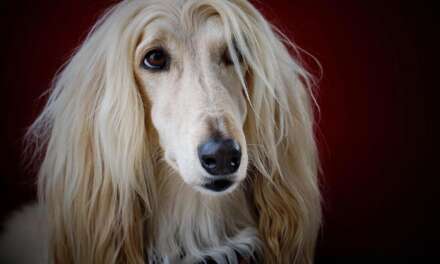 9 Long-Haired Dog Breeds(Maybe Longer Than Yours)