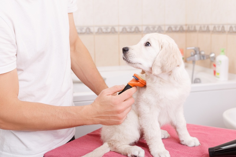 8 Best Dog Grooming Trimmer & Clippers