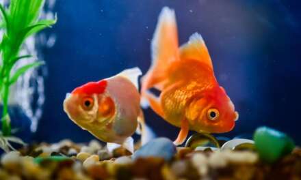 Top 8 Best Aquarium Filters in 2021