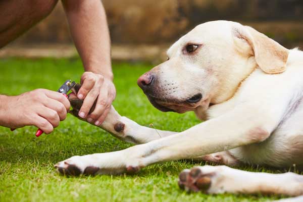 Top 9 Best Dog Nail Clipper and Grinders