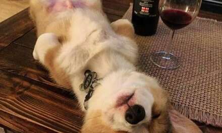 Someone had too much wine⁠