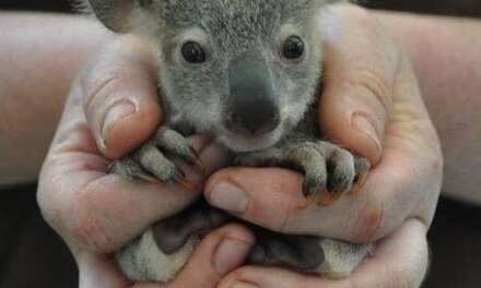 Handful of cuteness