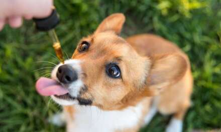 9 Best CBD/Hemp Oil For Dogs 2021 (Natural and Organic)