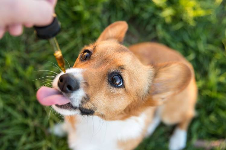 9 Best CBD/Hemp Oil For Dogs 2021 (Natural and Organic)