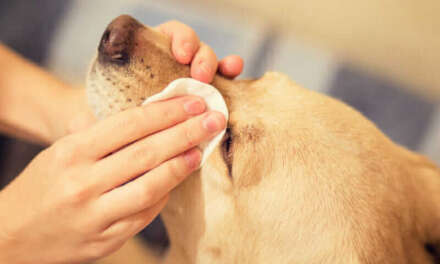 Top 9 Best Dog Eye Care Products in 2021
