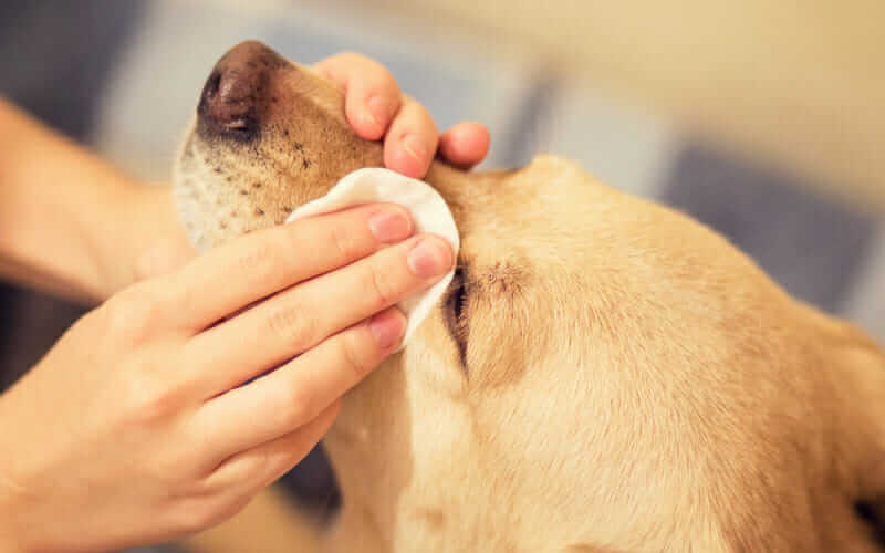 Top 9 Best Dog Eye Care Products in 2021
