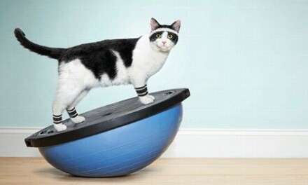 8 Best Interactive Cat Exercise Toys — For Your Indoor Cat