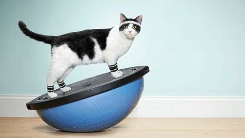 8 Best Interactive Cat Exercise Toys — For Your Indoor Cat