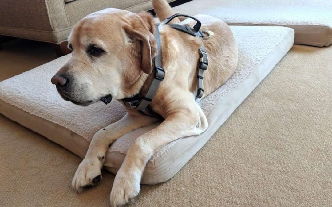 8 Best Dog Carry Sling and Lift Harness in 2023