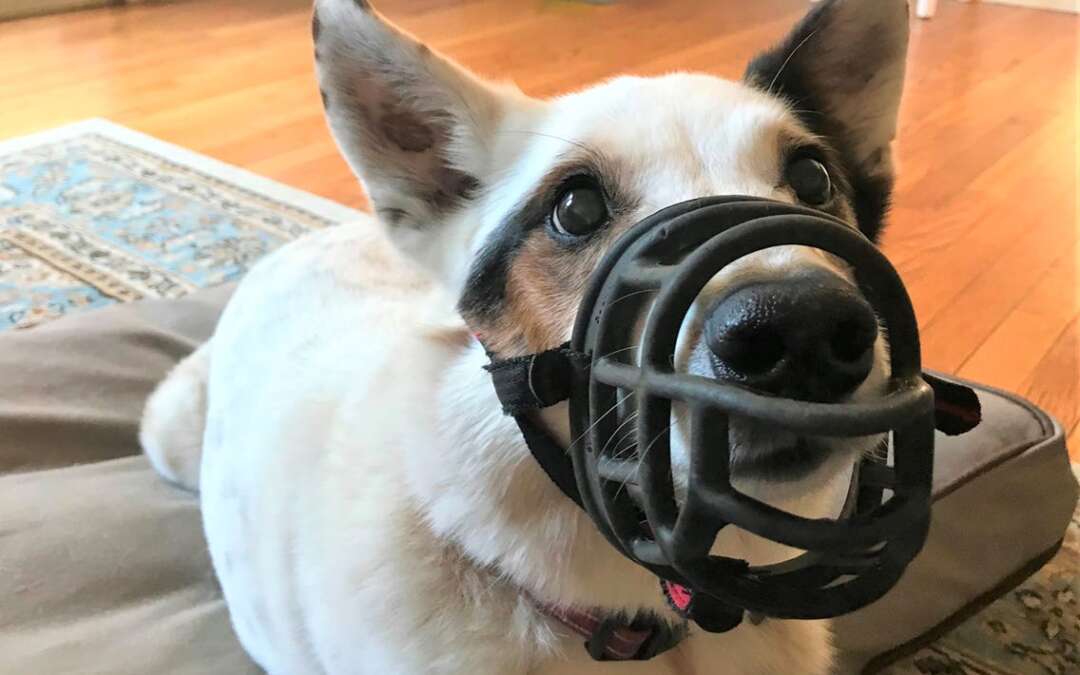 8 Best Dog Muzzles for Barking, Biting and Gromming in 2023