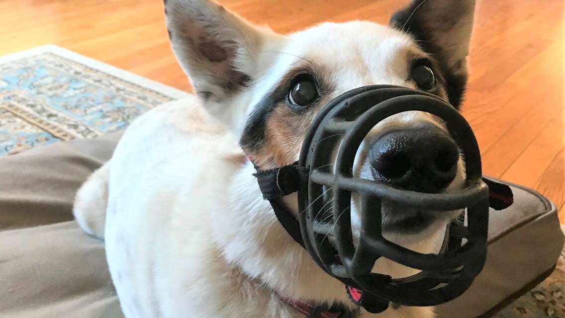 8 Best Dog Muzzles for Barking, Biting and Gromming in 2021