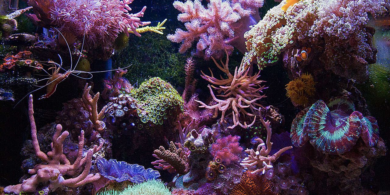 Top 7 Best Phosphate Remover for Your Aquarium