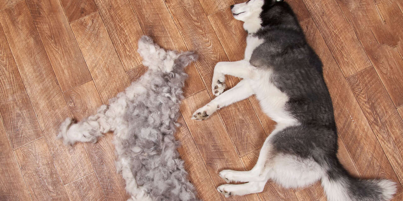 9 Best Supplements to Help With Dog Shedding