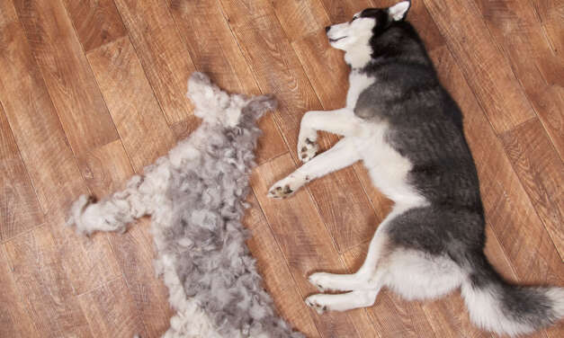 9 Best Supplements to Help With Dog Shedding