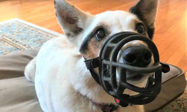8 Best Dog Muzzles for Barking, Biting and Gromming in 2023