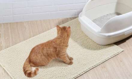 9 Best Cat Litter Mats To Stop Litter Spread