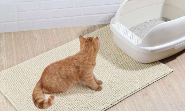9 Best Cat Litter Mats To Stop Litter Spread