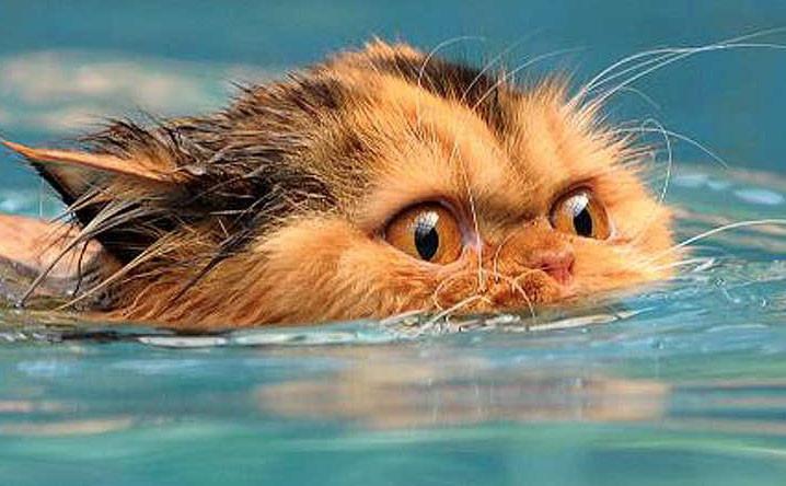Top 10 Cat Breeds That Love Water