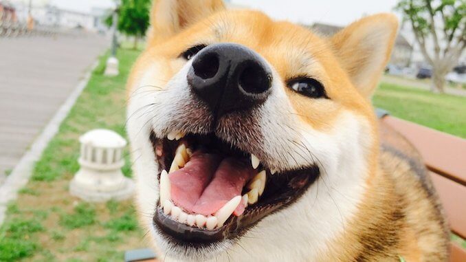 8 Best Dog Dental Sprays in  2023
