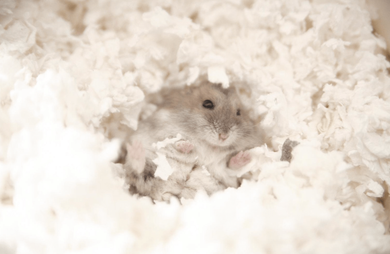 9 Best Safe/Comfortable Hamster Bedding 2021
