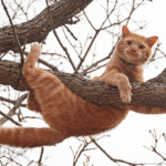 9 Best Cat Trees Worth Buying 2023