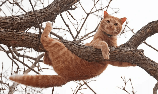 9 Best Cat Trees Worth Buying 2023