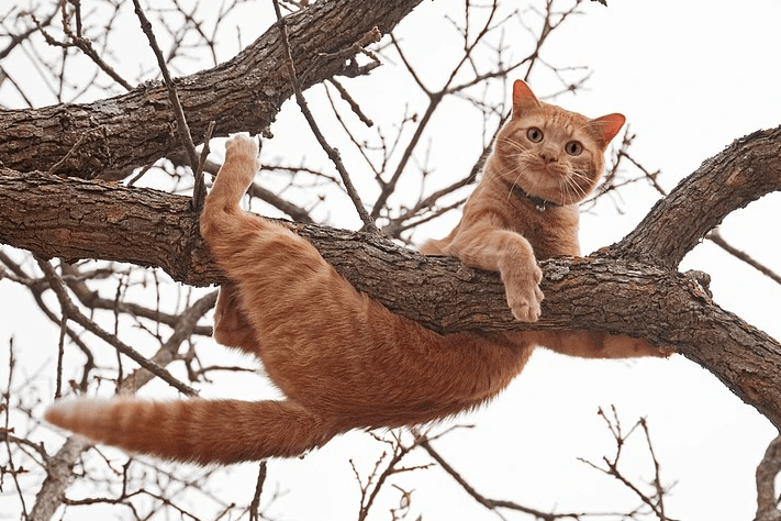 9 Best Cat Trees Worth Buying 2023