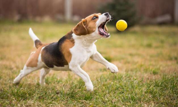 8 Best Automatic Ball Launchers/Fetch Machines For Dogs