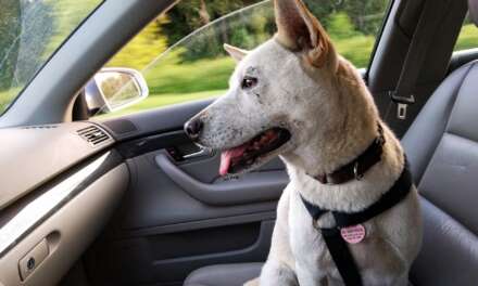 10 Best Dog Car Seats & Seat Covers