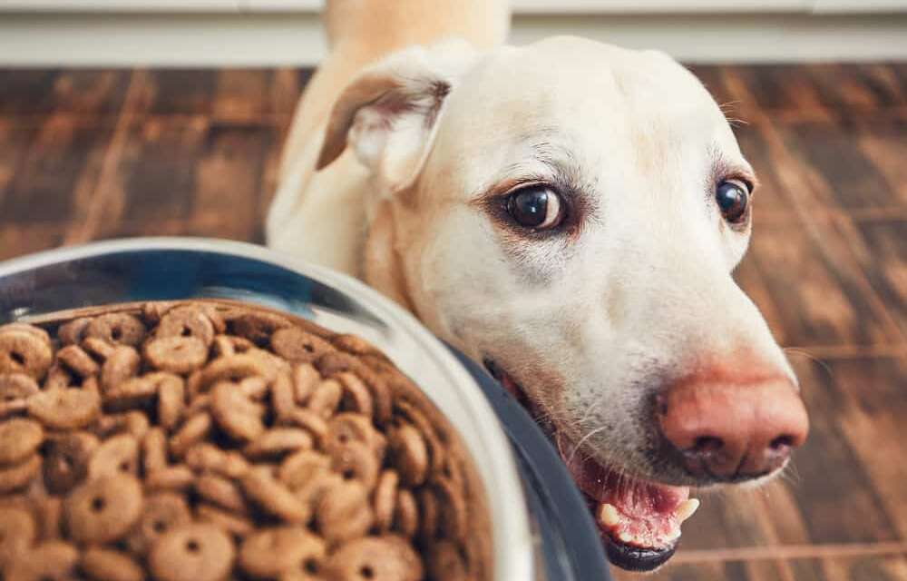 10 Best Dry Dog Food for Dogs of All Ages 2023