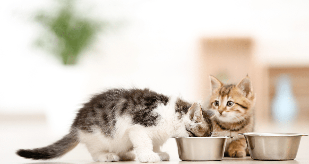 Top 8 Best Kitten Food For Your Cat in 2023