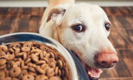 10 Best Dry Dog Food for Dogs of All Ages 2023
