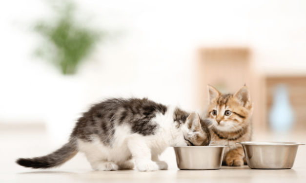 Top 8 Best Kitten Food For Your Cat in 2023