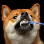 8 Best Dog Toothpaste For Healthy Gum and Teeth 2023