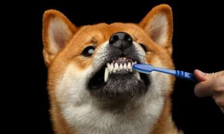 8 Best Dog Toothpaste For Healthy Gum and Teeth 2023