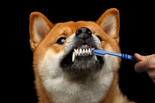 8 Best Dog Toothpaste For Healthy Gum and Teeth 2023