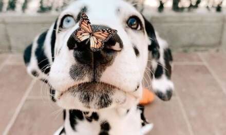 Dog Adoring A Butterfly