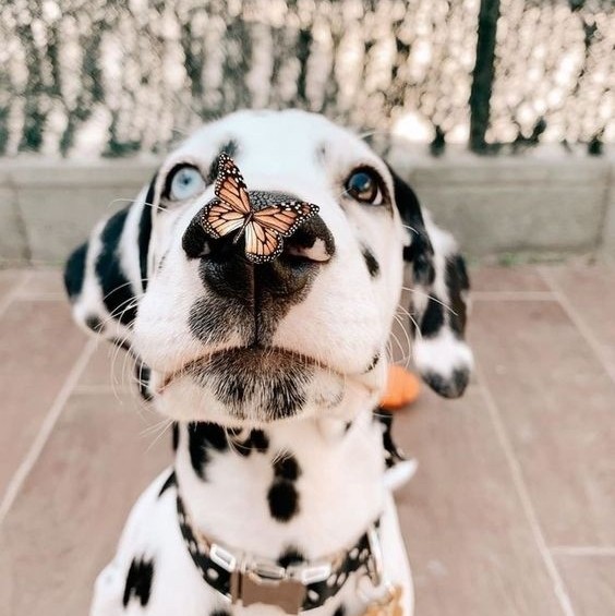 Dog Adoring A Butterfly