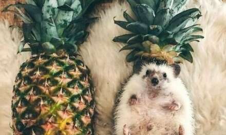 Hedgehog on Cosplay