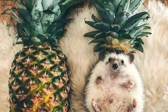 Hedgehog on Cosplay
