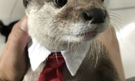 You Can Call Me Mr Otter