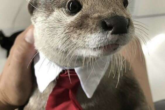 You Can Call Me Mr Otter