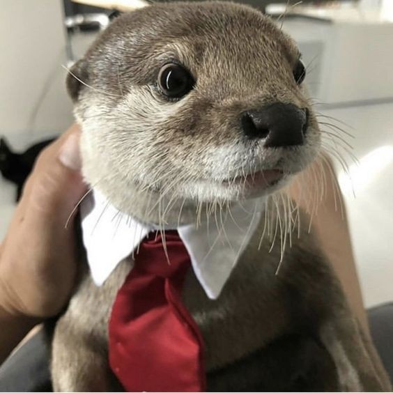 You Can Call Me Mr Otter